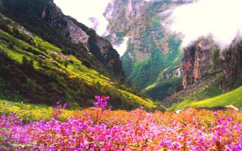 Долина Цветов – уникальный уголок Индии Дом для флоры и фауны